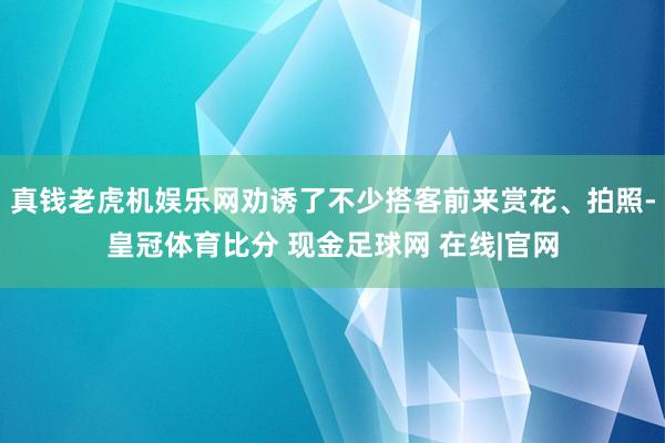 真钱老虎机娱乐网劝诱了不少搭客前来赏花、拍照-皇冠体育比分 现金足球网 在线|官网